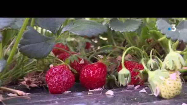 La cueillette des fraises à Samer (62)