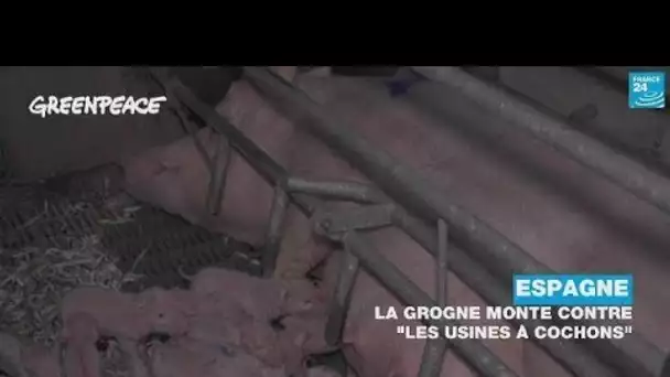 En Espagne, la grogne monte contre « les usines à cochons » • FRANCE 24