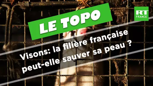 LE TOPO - Visons: la filière française peut-elle sauver sa peau ?