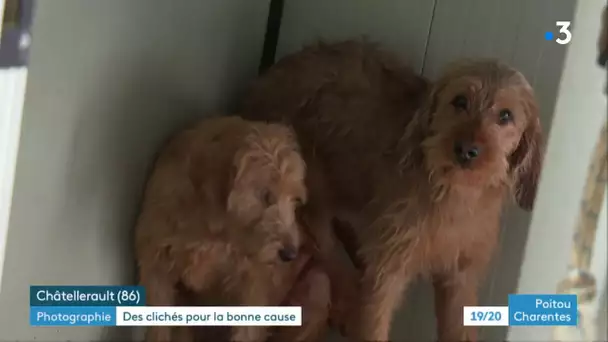 Châtellerault :  soigneur à la SPA, il photographie les animaux tristes