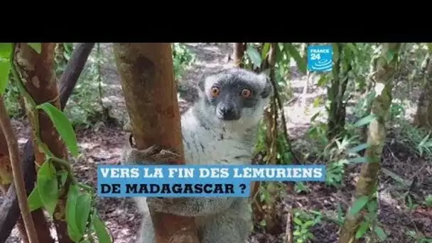 Vers la fin des lémuriens de Madagascar ?