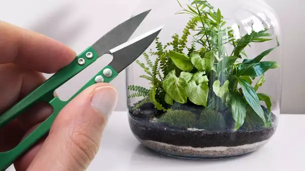 J'essaye un kit pour faire un terrarium