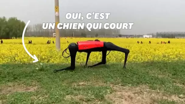 Ce robot-chien est le plus rapide du monde (mais il ne ressemble pas au vôtre)