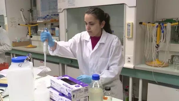 Des sucres d'algues contre le cancer ; Recherche médicale à La Rochelle