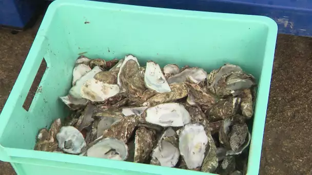 A La Souterraine : les coquilles d'huîtres, ça se recycle !