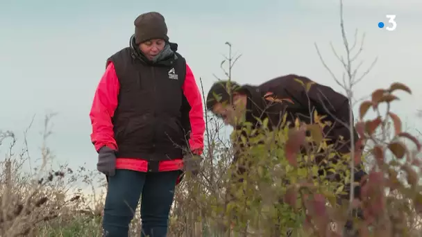 Rochefort-sur-loire, Maine-et-Loire : des plantations de haies contre le ver de la grappe