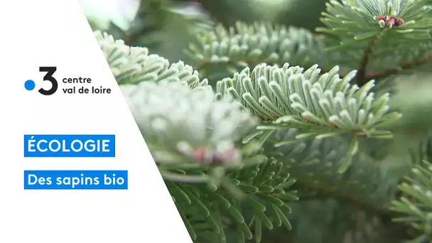 Nature. Des sapins bio pour les fêtes, plus écolo ?