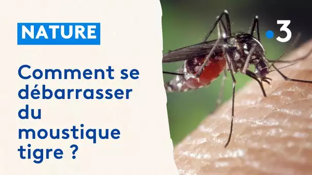 Moustique tigre : comment stopper l'invasion en Bourgogne ?