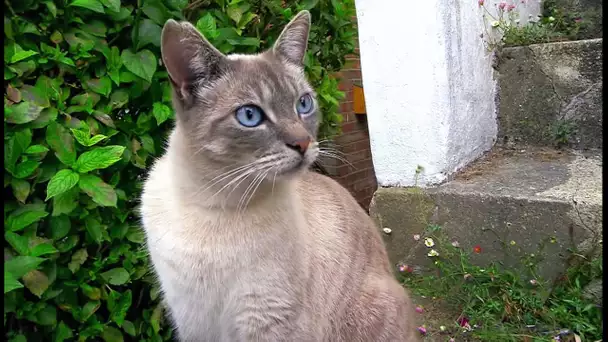 Des chats parlent notre langue - ZAPPING SAUVAGE