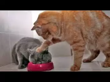 Tres Mignon Chat Drole Video De Chat A Mourir De Rire Allo Trends Tres Mignon Chat Drole Video De Chat A Mourir De Rire Allo Trends