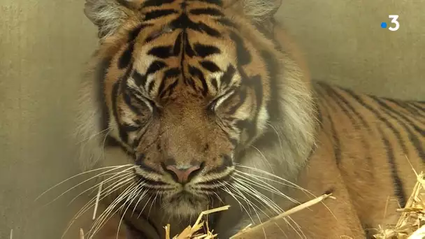 Deux tigresses de Sumatra viennent d'arriver au zoo de Maubeuge