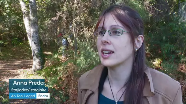 Une balade en forêt pour apprendre le vocabulaire de la nature en breton