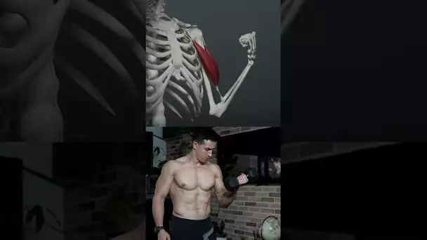 Biceps muscle ! 🔥