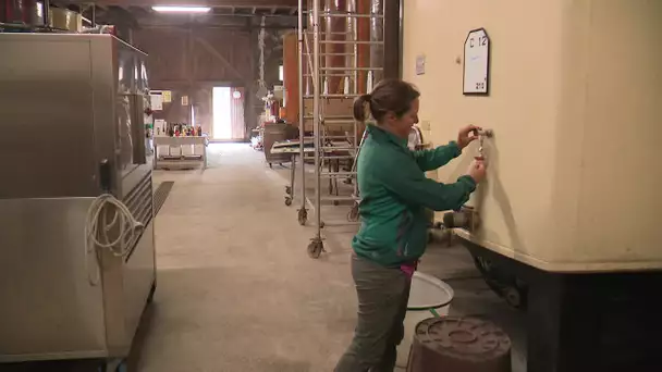 Distillation de crise dans la viticulture : ça va commencer en Occitanie et dans l'Aude