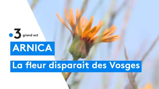 Disparition de l'arnica dans le massif des Vosges