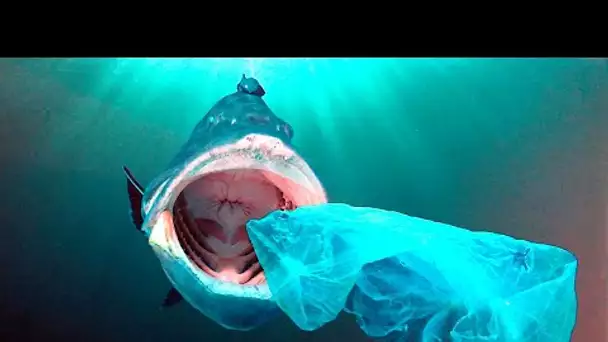 Le Grau-du-Roi : exposition les dangers du plastique en mer au Seaquarium du Gard