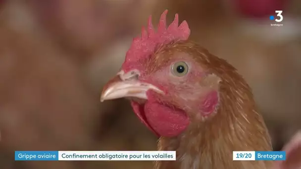 Grippe aviaire. La colère des petits producteurs