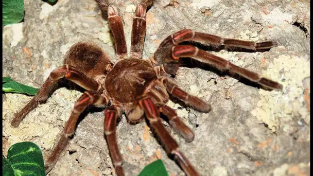 La plus grosse araignée du monde ! (Goliath) - ZAPPING SAUVAGE