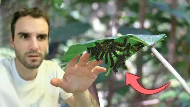 Les plus dangereuses plantes du monde !