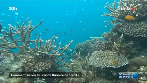 Australie : comment sauver la Grande Barrière de corail ?