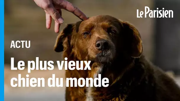 À 30 ans, Bobi est le chien le plus vieux du monde selon le Guinness Book