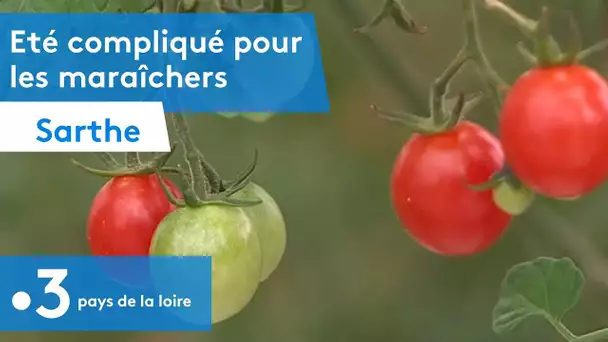 Sarthe : Un été compliqué pour les maraîchers