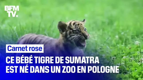 Ce bébé tigre de Sumatra est né dans un zoo en Pologne