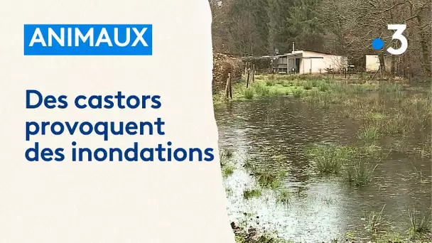 À cause de leurs barrages, des castors provoquent des inondations à quelques mètres d'habitations