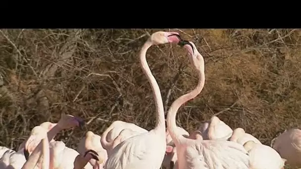 La magnifique parade nuptiale des flamants roses en Camargue