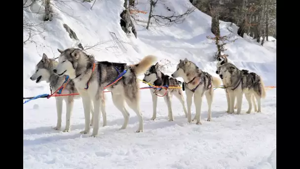 Balade en chien de traineaux à la Pierre Saint-Martin (64)