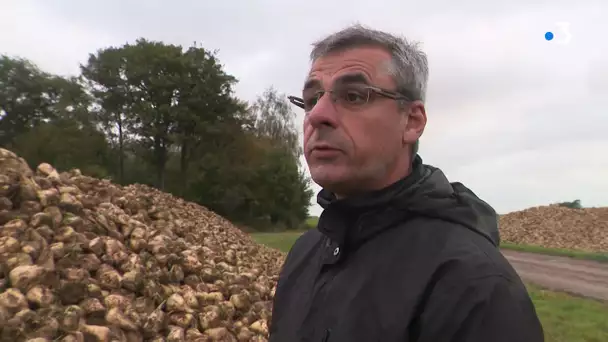 Dernière campagne et dernier bras de fer à la sucrerie de Cagny