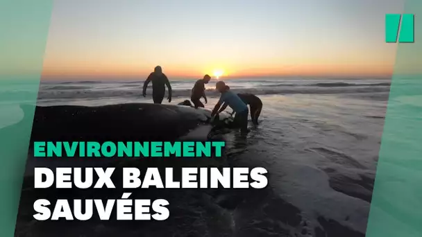 En Argentine, de plus en plus de baleines échouées sur les plages inquiètent