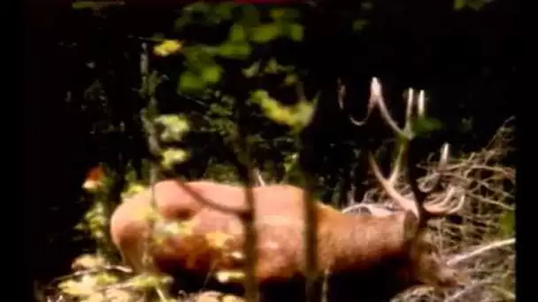Naturimages - Cerfs