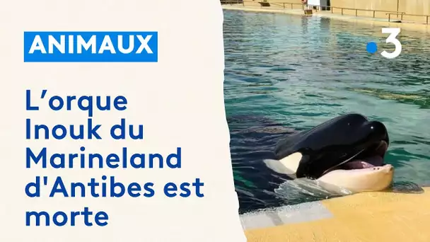 Inouk, orque du Marineland d'Antibes est morte, la deuxième en cinq mois