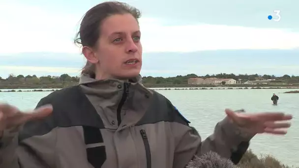 Villeneuve-lès-Maguelone (34) : un chantier nature pour aider les oiseaux migrateurs à nicher.