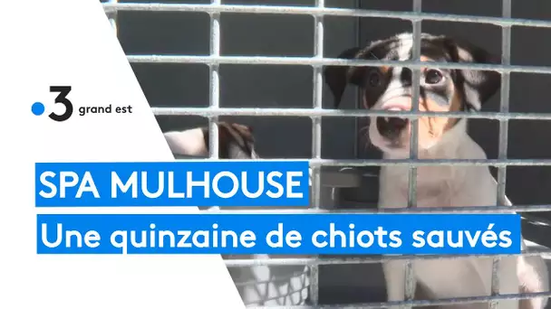 Animaux : des chiots issus d'un trafic trouvent refuge à la SPA de Mulhouse