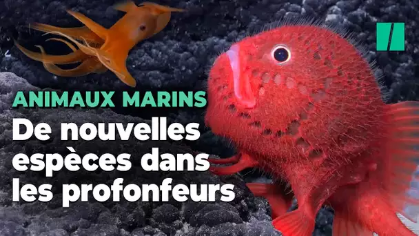 animaux bizarres V2