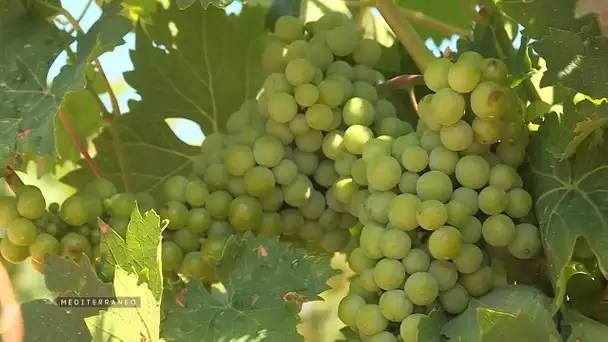 MEDITERRANEO - En Corse une jeune vigneronne qui reprend les rênes de l’entreprise familiale