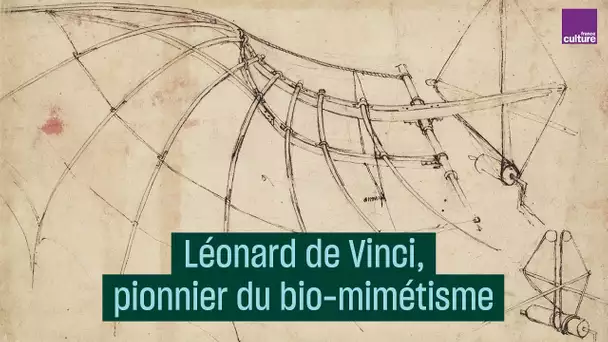 Léonard de Vinci, pionnier du bio-mimétisme - #CulturePrime