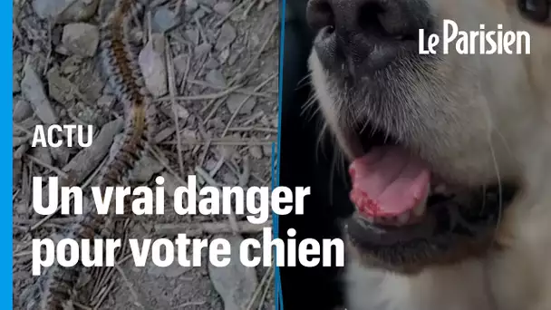« Elles peuvent dévorer la langue de vos chiens ! » : le danger des chenilles processionnaires