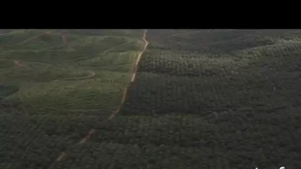 Indonésie : nuages et pluie au-dessus de la forêt des cultures