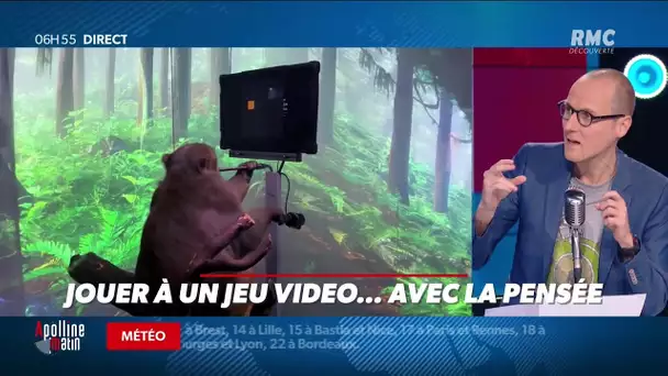 Ce singe est parvenu à jouer à un jeu vidéo;..avec la pensée