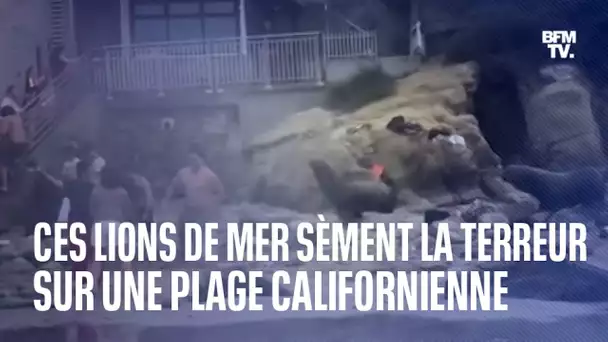 Ces lions de mer sèment la terreur sur une plage californienne
