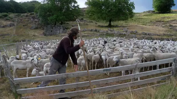 Balades occitanes : périple au frais et dans la nature sur le Mont-Aigoual