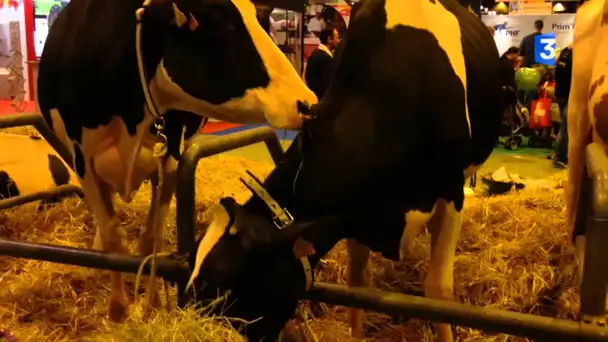 SIA 2015 : La Prim&#039;Holstein, 1ère race exportée de France