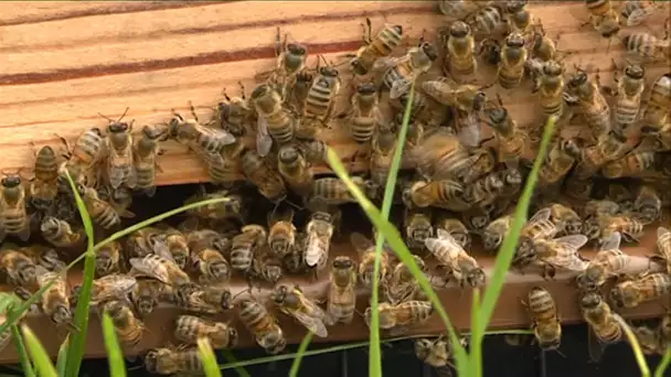 Les abeilles sont plus efficaces que les pesticides pour le rendement du colza