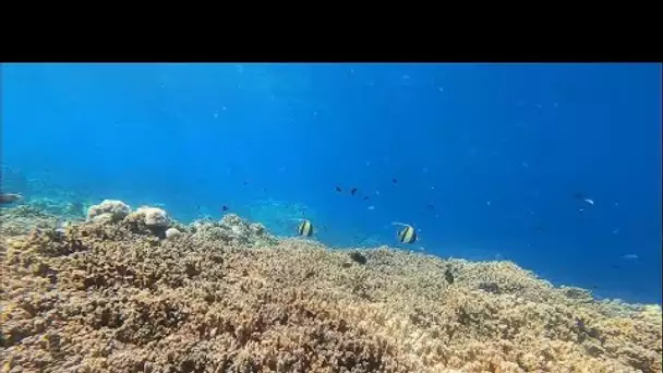 Aux Maldives, des initiatives locales pour sauver les coraux • FRANCE 24