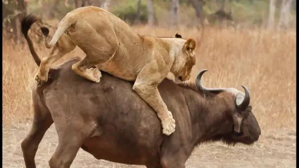 Epique : lions VS buffles - ZAPPING SAUVAGE