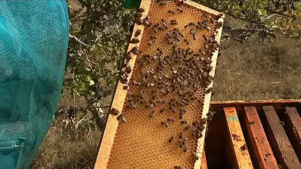 Languedoc-Roussillon : la sécheresse impacte les abeilles et  la production de miel.