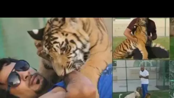 Koweït : un tigre comme animal de compagnie - Documentaire Animalier